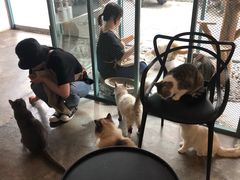 -喵屿·大理花园猫咖