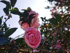 -广州市帽峰山景区