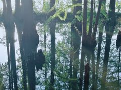 -东湖落雁景区