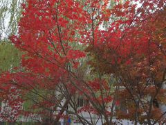 -苏州市立医院本部母子保健中心