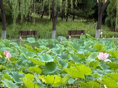 -东升八家郊野公园