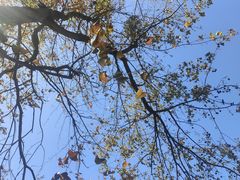 -广州市石门国家森林公园