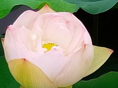 -荷塘月色湿地公园·向阳花洲