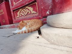 -洛阳白马寺