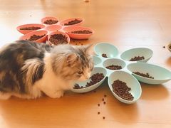 -猫腻·猫咖·撸猫馆(星光大道店)