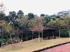 -火炉山森林公园