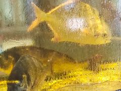 -巽寮印象美食部落餐厅·海鲜·地方特色菜(惠州体验店)