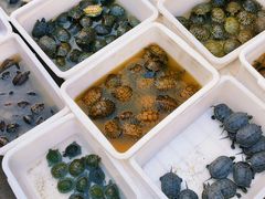 -哈尔滨道外花鸟鱼市场