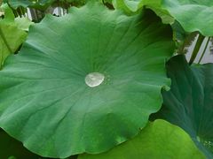 -陈家山荷花公园