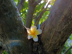 -斑斓西餐厅·自助茶点(高崎机场佰翔花园酒店)
