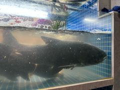 -全乐鱼馆·淳牌有机鱼直营店