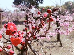 -南汇桃花村