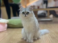 -猫和宫(六道口店)