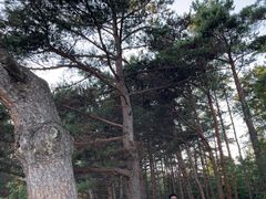 -帽儿山国家森林公园