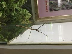 上海昆虫博物馆-上海昆虫博物馆