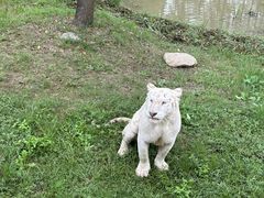 -上海野生动物园