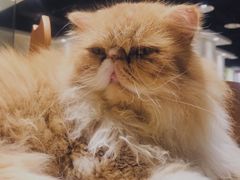 -藏猫猫咖啡主题馆(中央大道店)