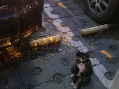 -萌兽医馆·犬猫专科·眼科中心·宠物医院(朝阳门分院)