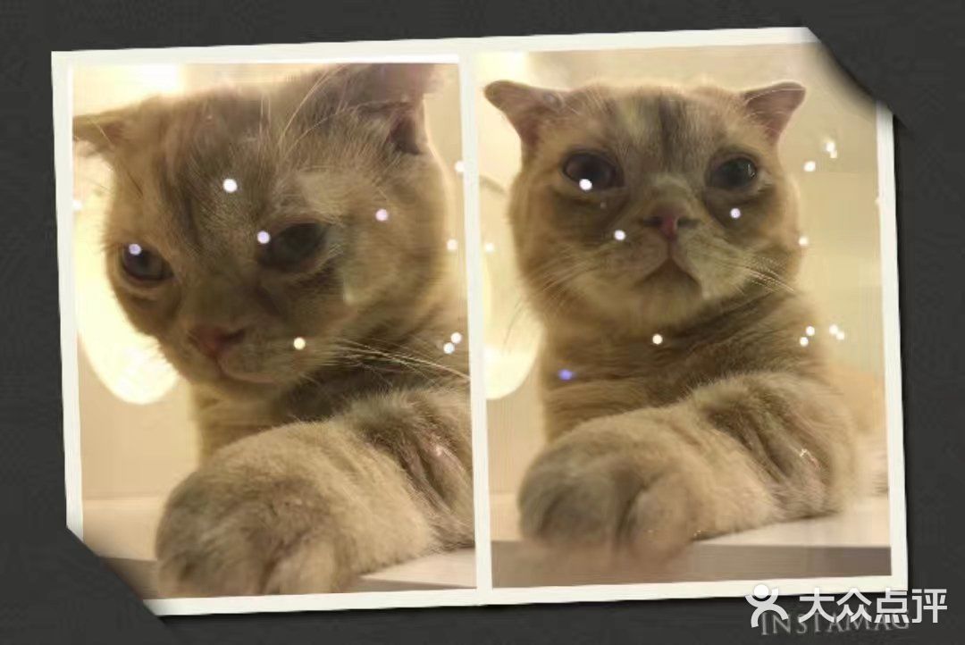 是一家以猫为主题的网红餐厅