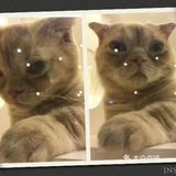 是一家以猫为主题的网红餐厅