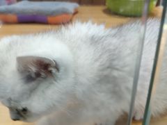 -龟与熊猫宠物公园(南坪店)