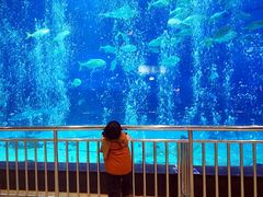 -烟台海昌鲸鲨海洋公园