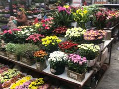 -秦美花卉(天朗·莱茵小城2期店)