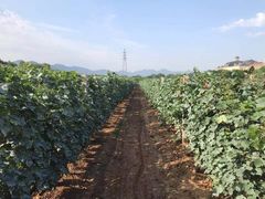 -北京张裕爱斐堡酒庄