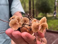 -黄海国家森林公园