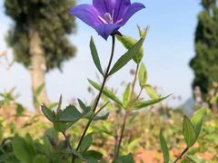 -金堂县云顶石城风景区