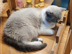 -猫小院猫主题餐厅(南锣旗舰店)