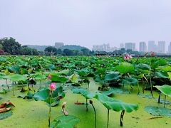-月湖风景区