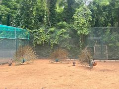-秦皇岛野生动物园