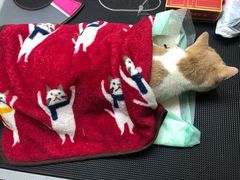 -爱侣宠医·鹦鹉专科·小型哺乳类·异宠专科(灵石路店)