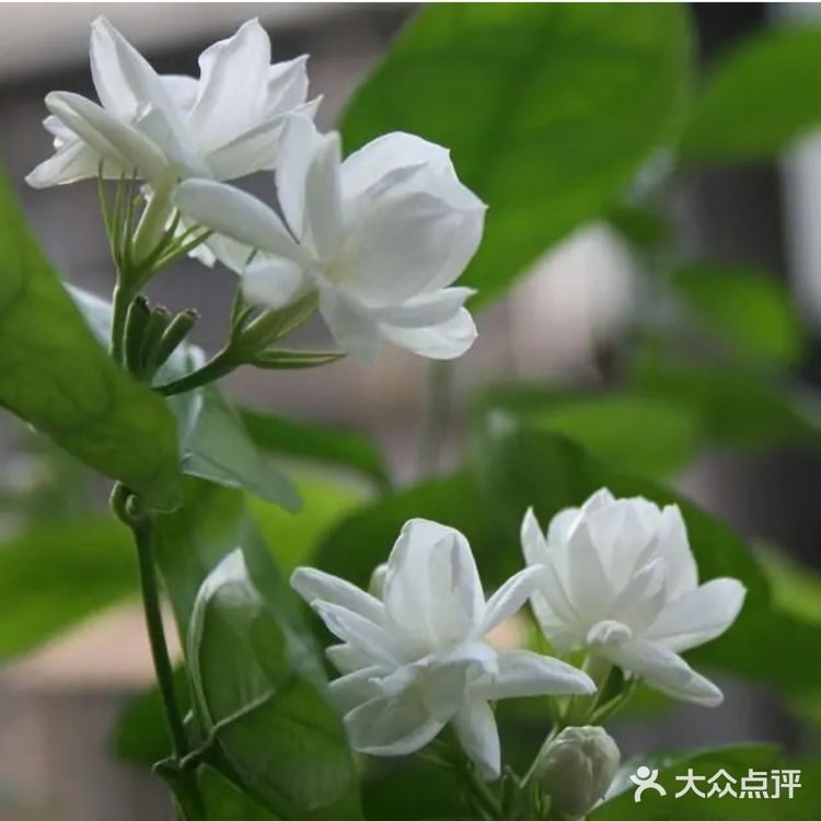 🌸🌸好一朵美丽的茉莉花🌸🌸
