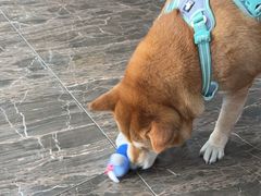 -宠爱国际动物医院·消化内科·心肾内科·ISFM猫友好(望京店)