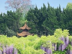 -嘉定紫藤园