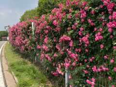 -武汉紫薇都市田园