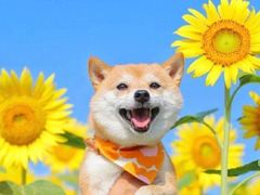 -寶牯佬邵阳米粉