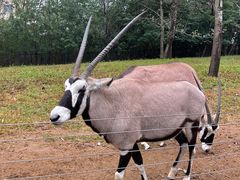 -大连森林动物园