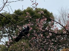 -东京国立博物馆