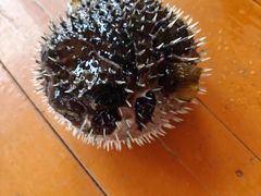 -蓝湾碧波·老字号·疍家非遗海上餐厅