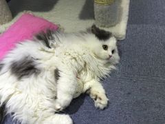 -喵的天空名猫咖啡馆·撸猫·猫舍·用品