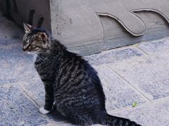-西安大兴善寺