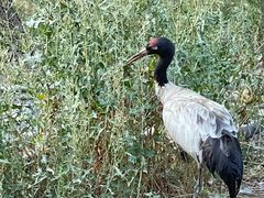 -新疆天山野生动物园