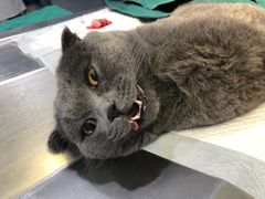 -申普宠物医院·眼科·心内科·影像科(普陀分院)