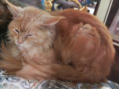 -more than meow吴止猫主题餐厅(承德 中船汇店)