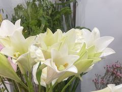 -Flower in(密渡桥店)