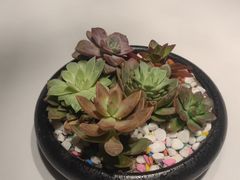 -宝燕壹号(徐汇店)