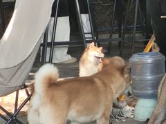 -柴犬高等学院·狗咖·柴犬售卖·宠物训练